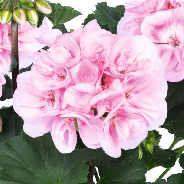 Geranium 'Savannah' Series
