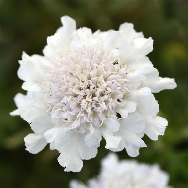 Scabosia 'Dwarf Pincushion Silver'