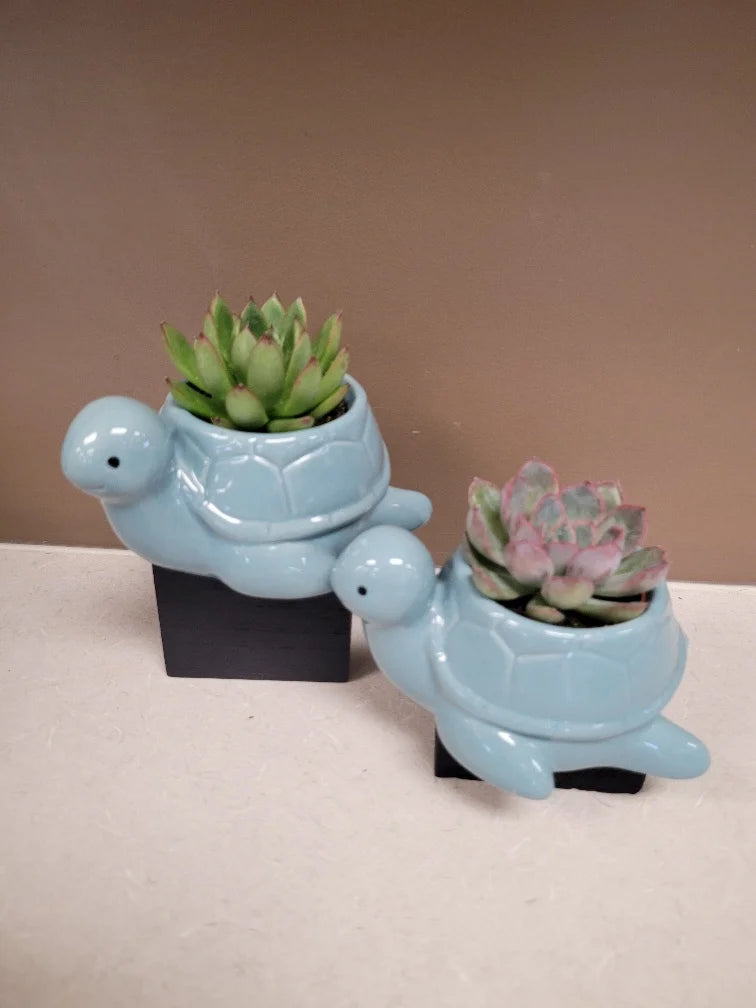 Succulent in Sea Turtle