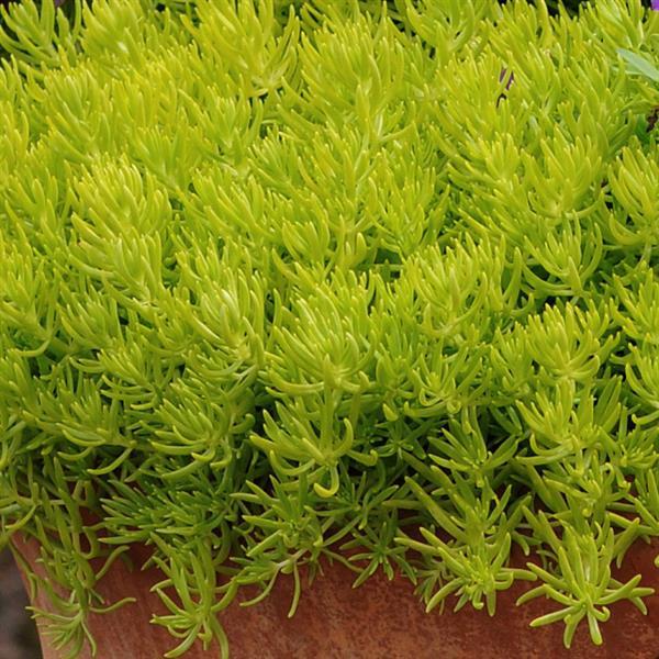 Sedum 'Lemon Ball'