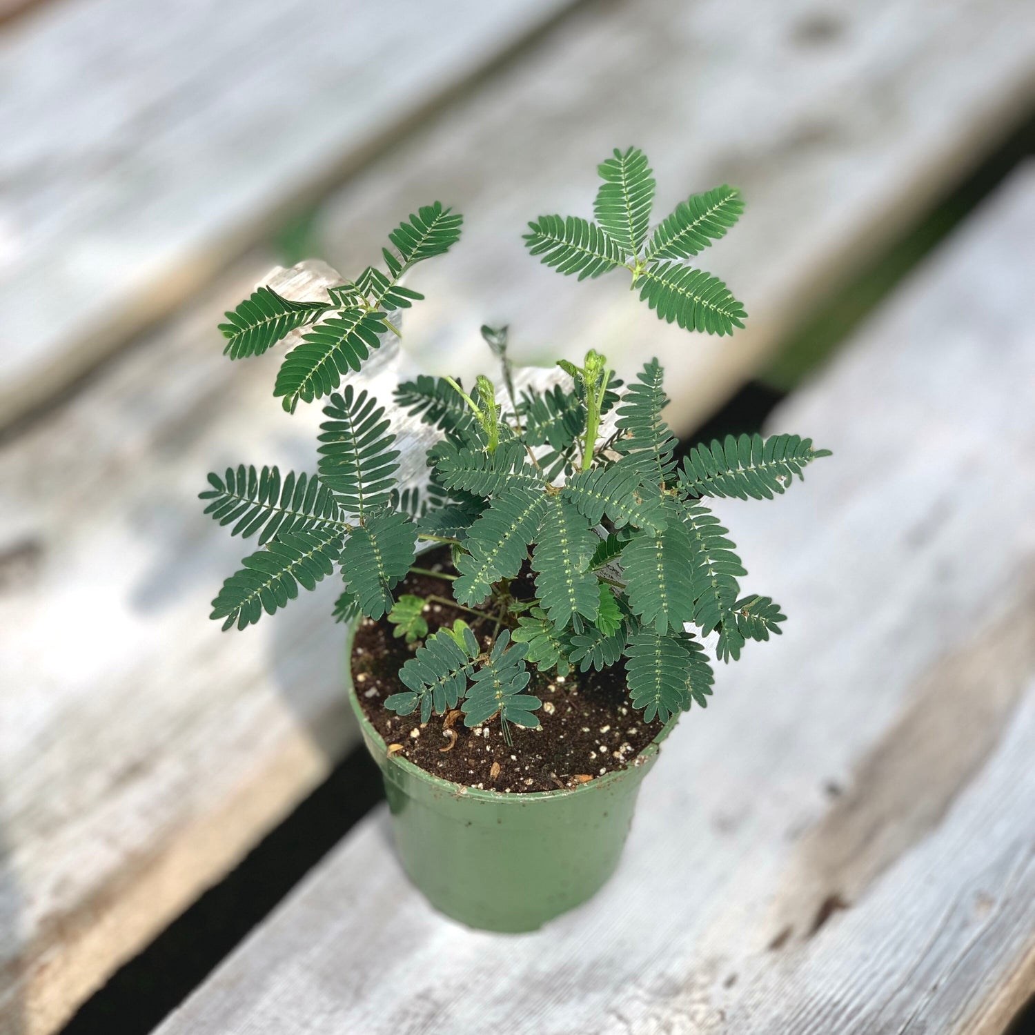 Sensitive Plant