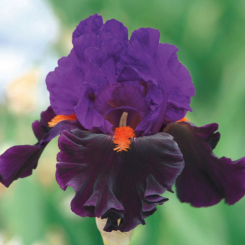 Sharp Dressed Man - Iris Germanica
