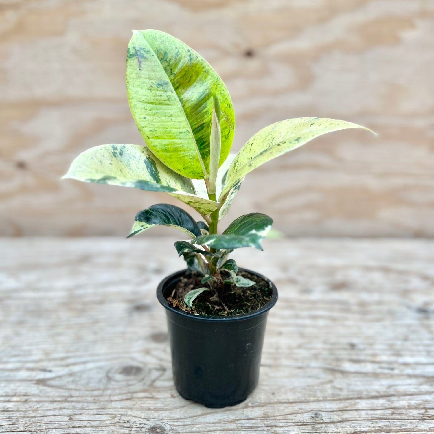 Ficus Shivereana