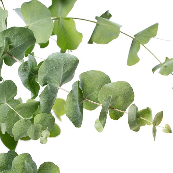 Eucalyptus 'Assorted'