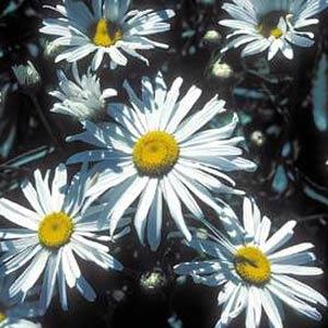 Leucanthemum Shasta Daisy 'Silver Princess'
