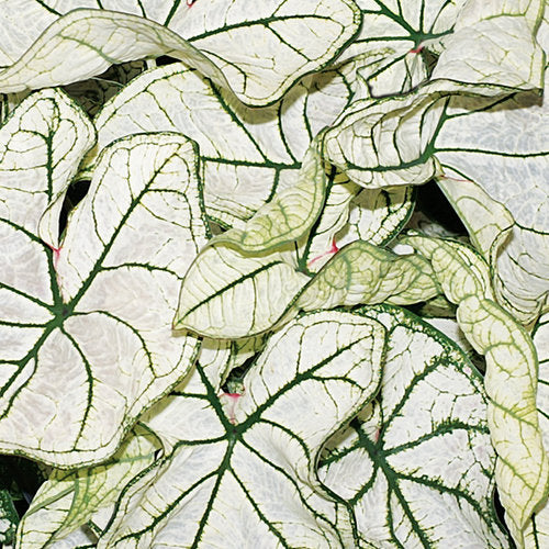 Caladium 'Heart to Heart'