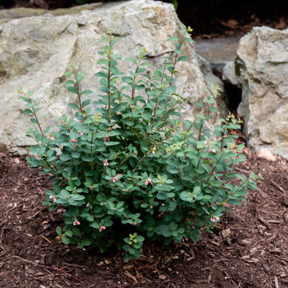 Snowberry 'Pinky Promise'