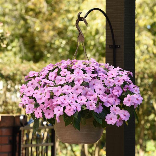 Impatiens 'Solarscape® Series