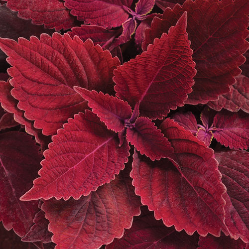 Coleus 'ColorBlaze® Rediculous'