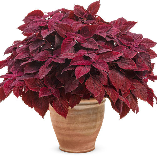 Coleus 'ColorBlaze® Rediculous'