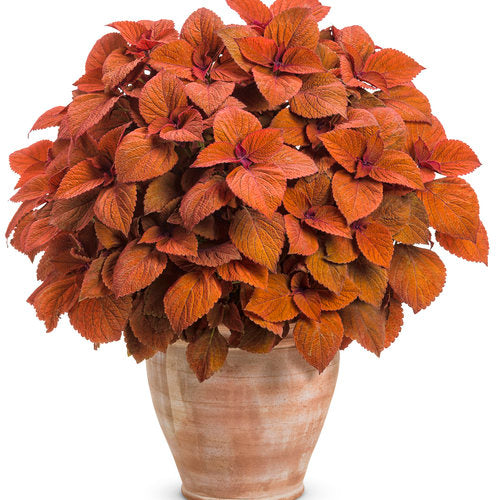 Coleus 'ColorBlaze® Sedona Sunset'