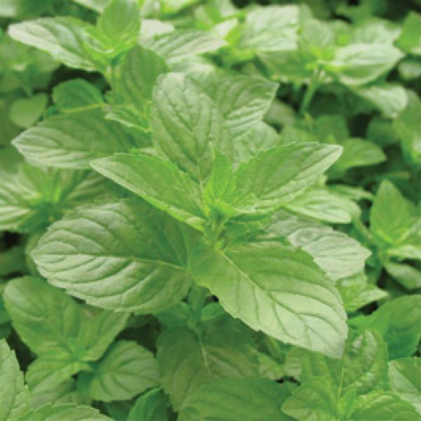 Mint 'Spearmint'