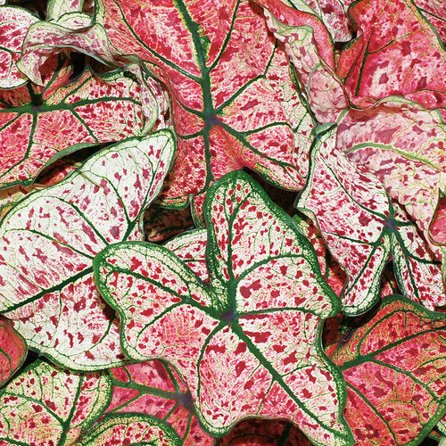 Caladium 'Heart to Heart'