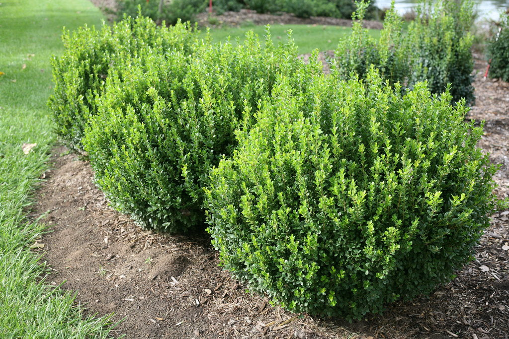 Boxwood 'Green Mountain'