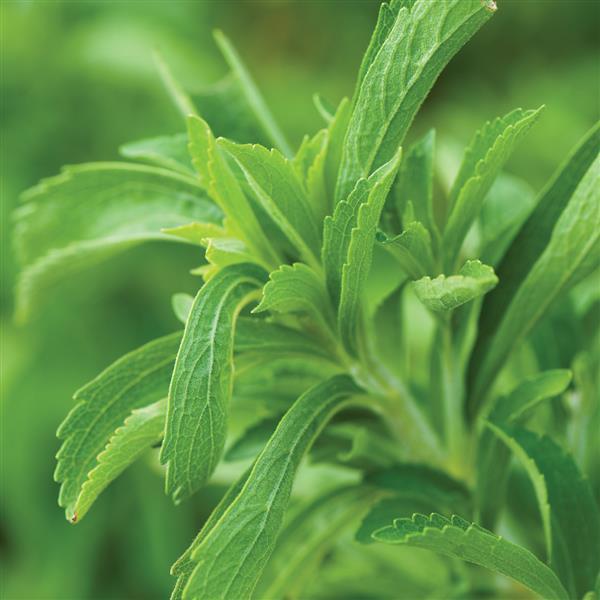 Stevia 'Sweet Leaf'