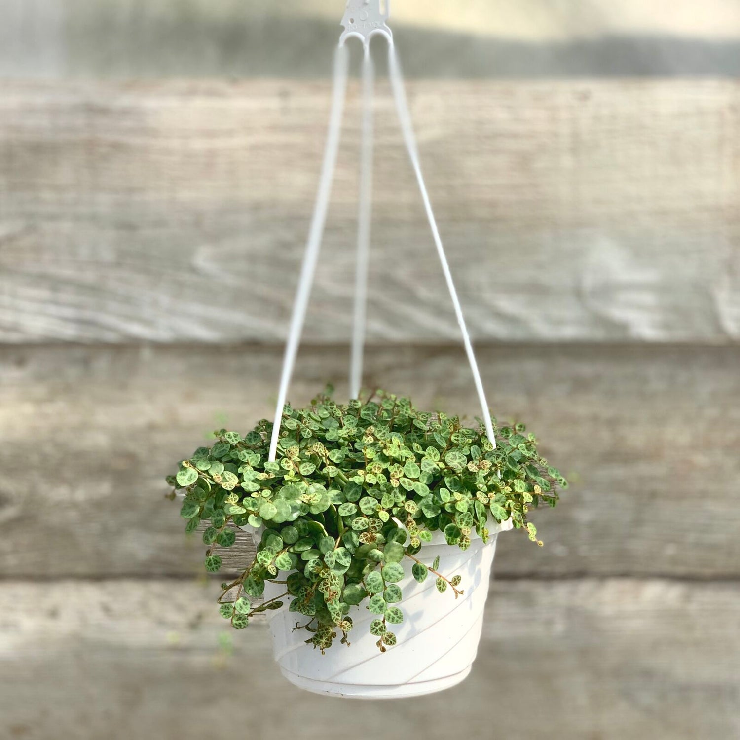 Peperomia prostrata 'String of Turtles'