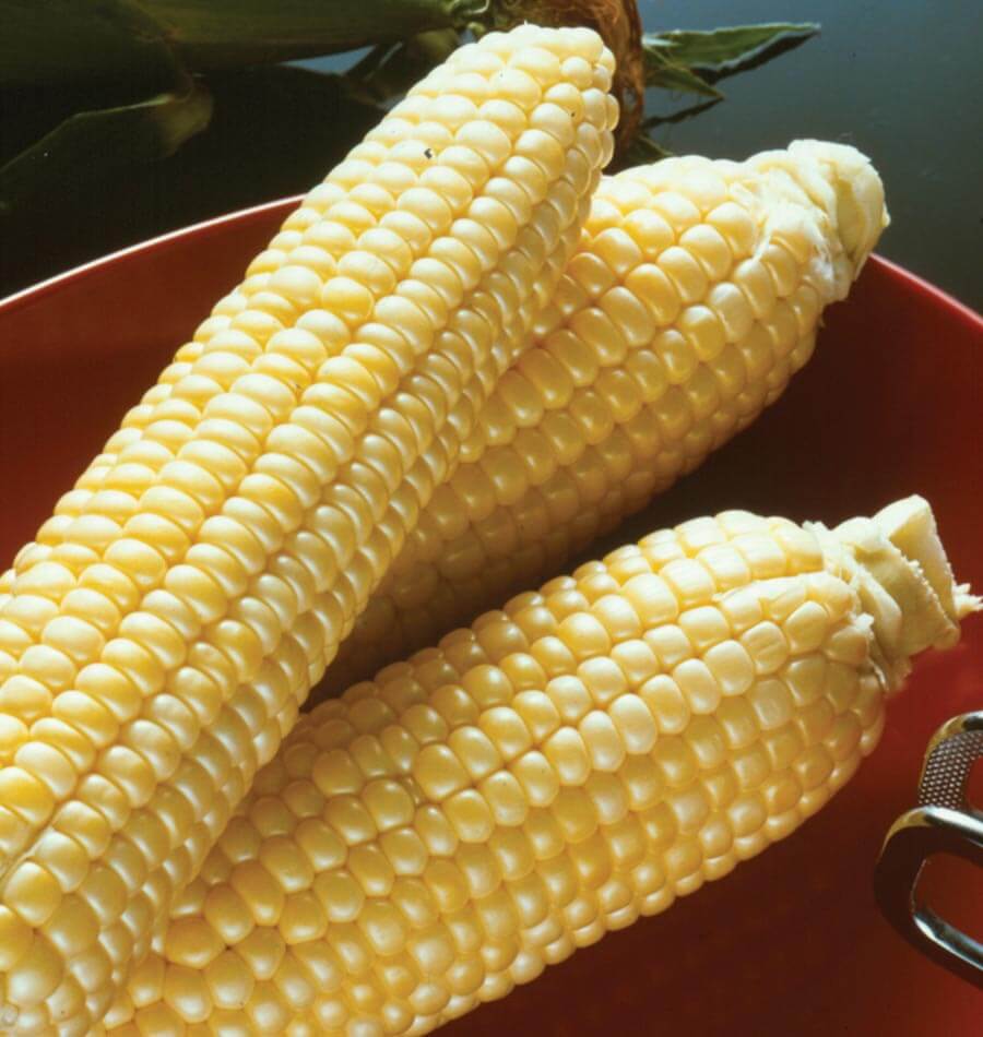 Sugar Buns F1 Corn