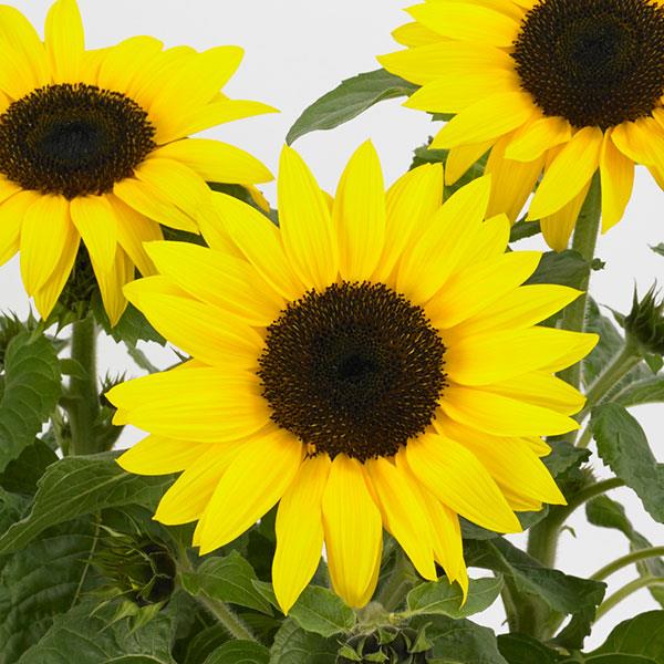 Sunflower 'Sunbuzz'
