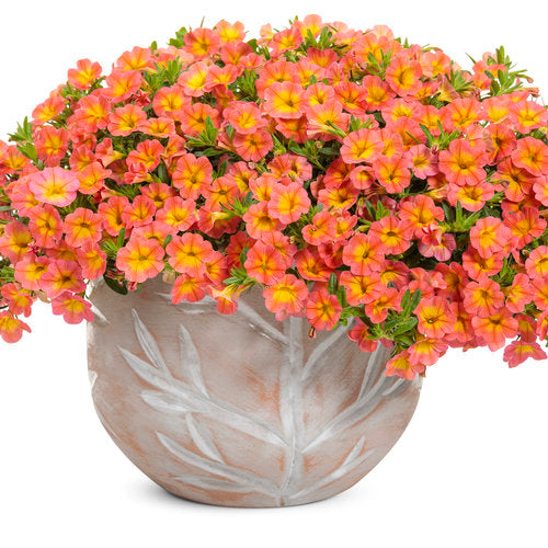 Calibrachoa 'Superbells® Coral Sun'
