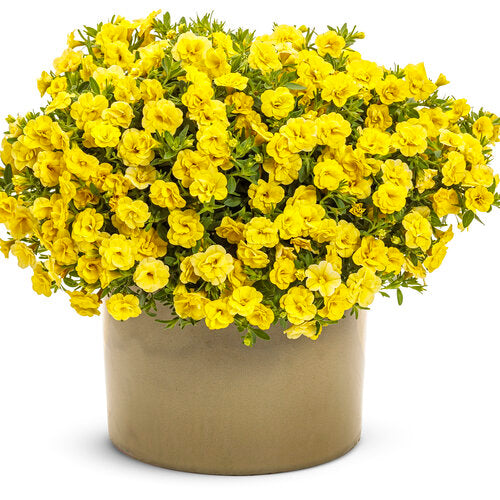 Calibrachoa 'Superbells® Double Yellow'
