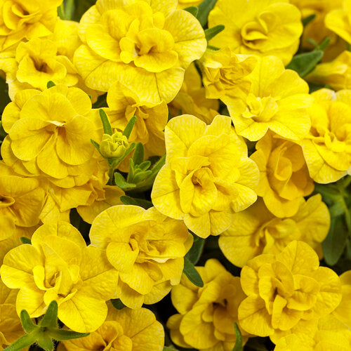 Calibrachoa 'Superbells® Double Yellow'