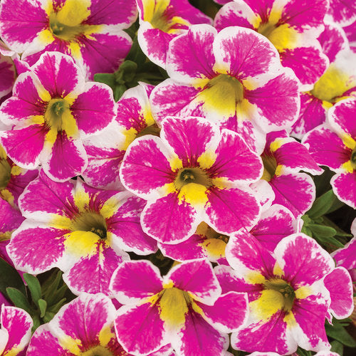 Calibrachoa 'Superbells® Holy Cow!'