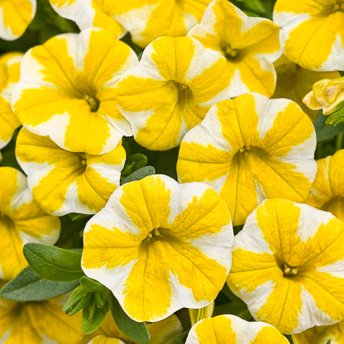 Calibrachoa 'Superbells® Lemon Slice®