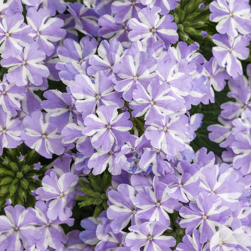 Verbena 'Superbena Stormburst'