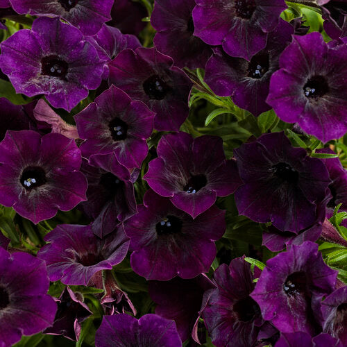 Petunia 'Supertunia Mini Vista® Midnight'