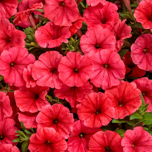 Petunia 'Supertunia Mini Vista® Scarlet'