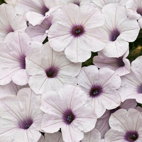 Supertunia 'Silver'