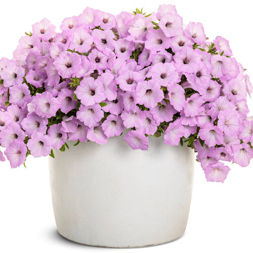 Petunia 'Supertunia Vista® Cool Jazz'