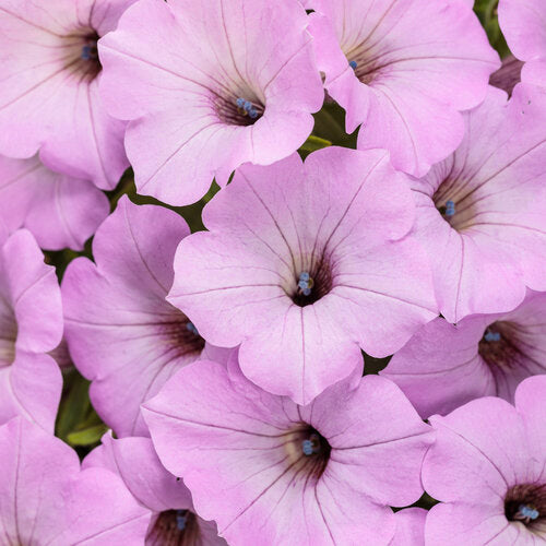 Petunia 'Supertunia Vista® Cool Jazz'