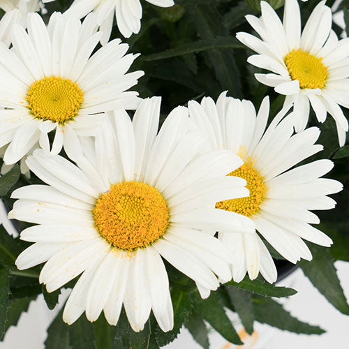 Leucanthemum Shasta Daisy 'Sweet Daisy Christine'