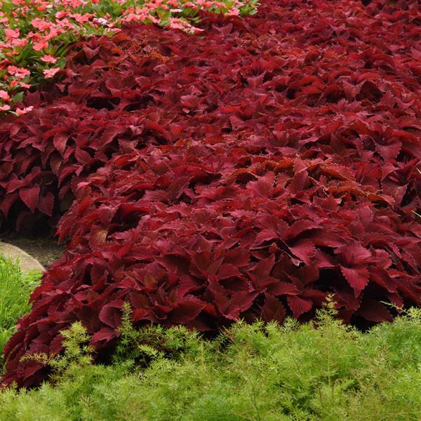 Coleus 'Sweet Paprika'