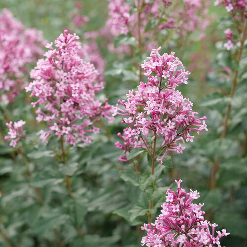 Lilac 'Bloomerang Ballet'