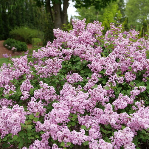 Lilac 'Bloomerang PurPink' PW