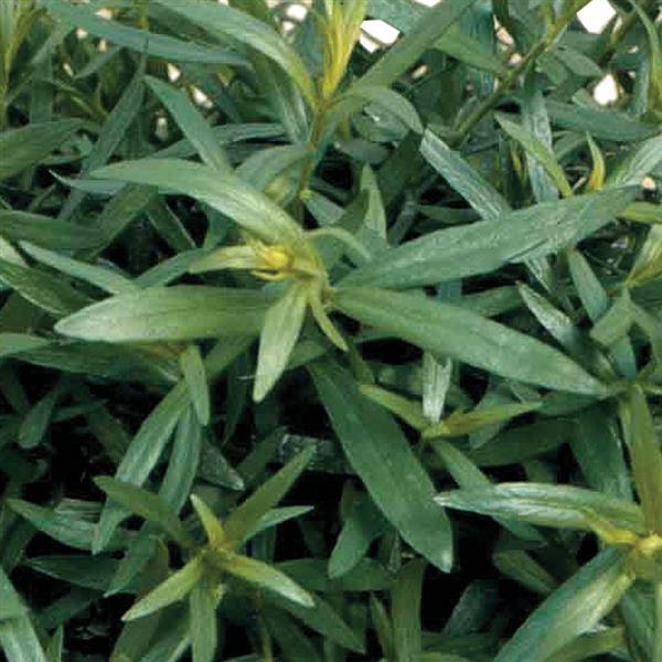 Herb 'French Tarragon'