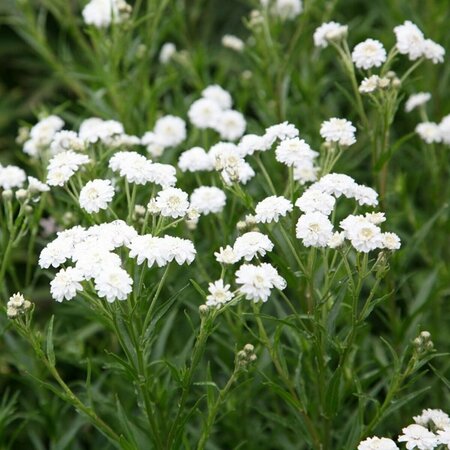 Achillea Yarrow 'The Pearl'