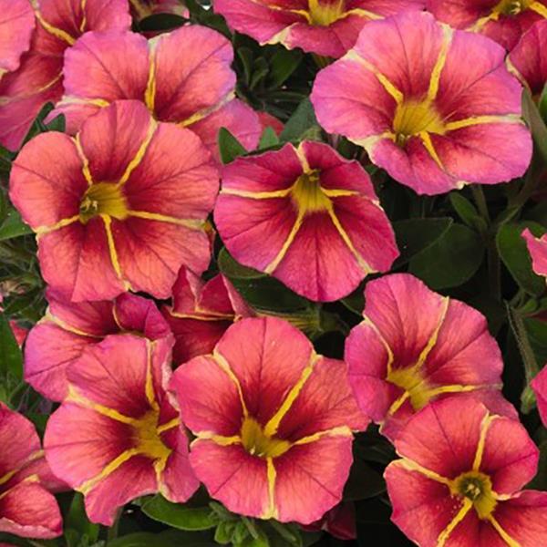 Calibrachoa 'Tik Tok' Series