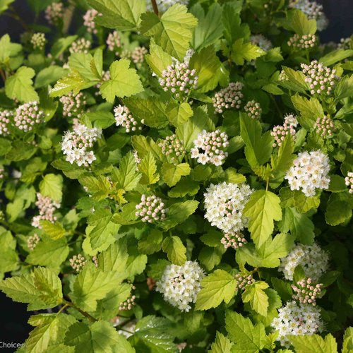 Ninebark 'Tiny Wine Gold'
