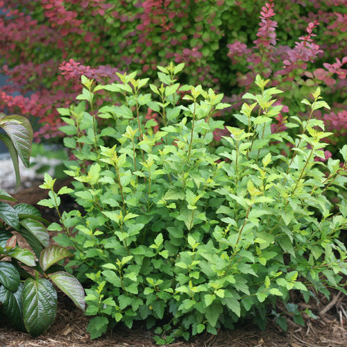Ninebark 'Tiny Wine Gold'