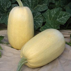 Squash 'Tivoli Spaghetii'