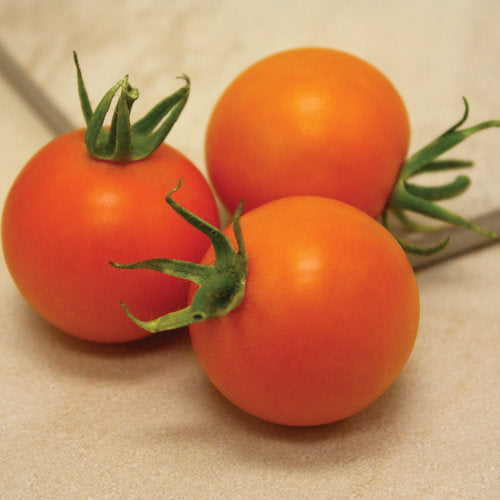 Tempting Tomatoes - Bellini