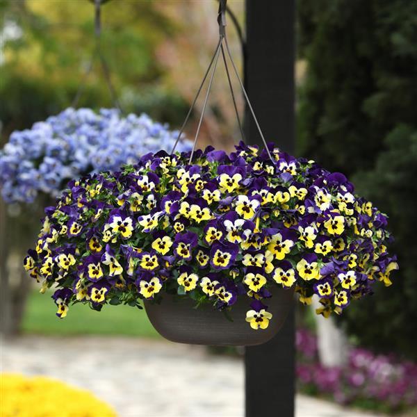 Pansy 'Top Wave Purple Sun Burst'