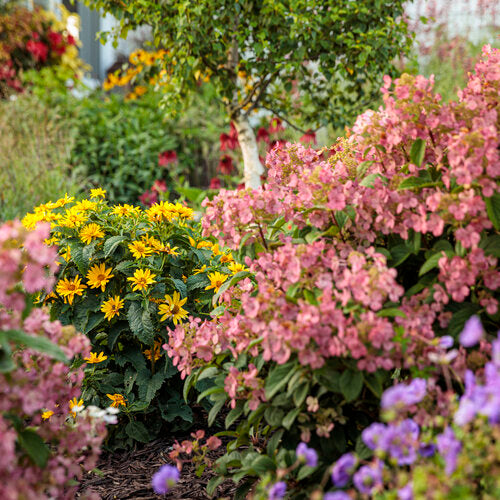 Hydrangea 'Bobo'