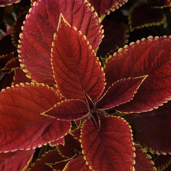 Coleus 'Trusty Rusty'