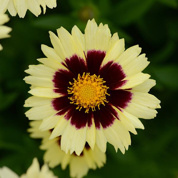 Coreopsis 'Uptick Cream & Red'