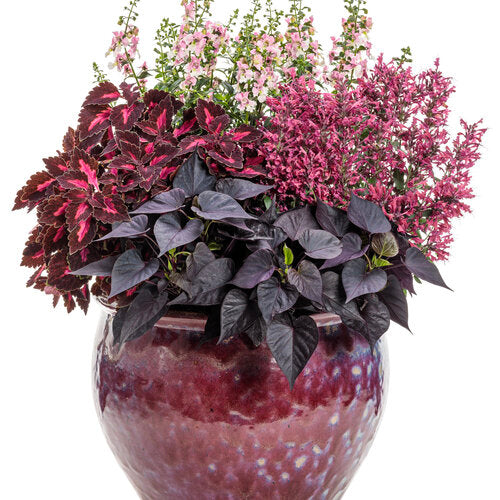 Agastache 'Maestro Coral'