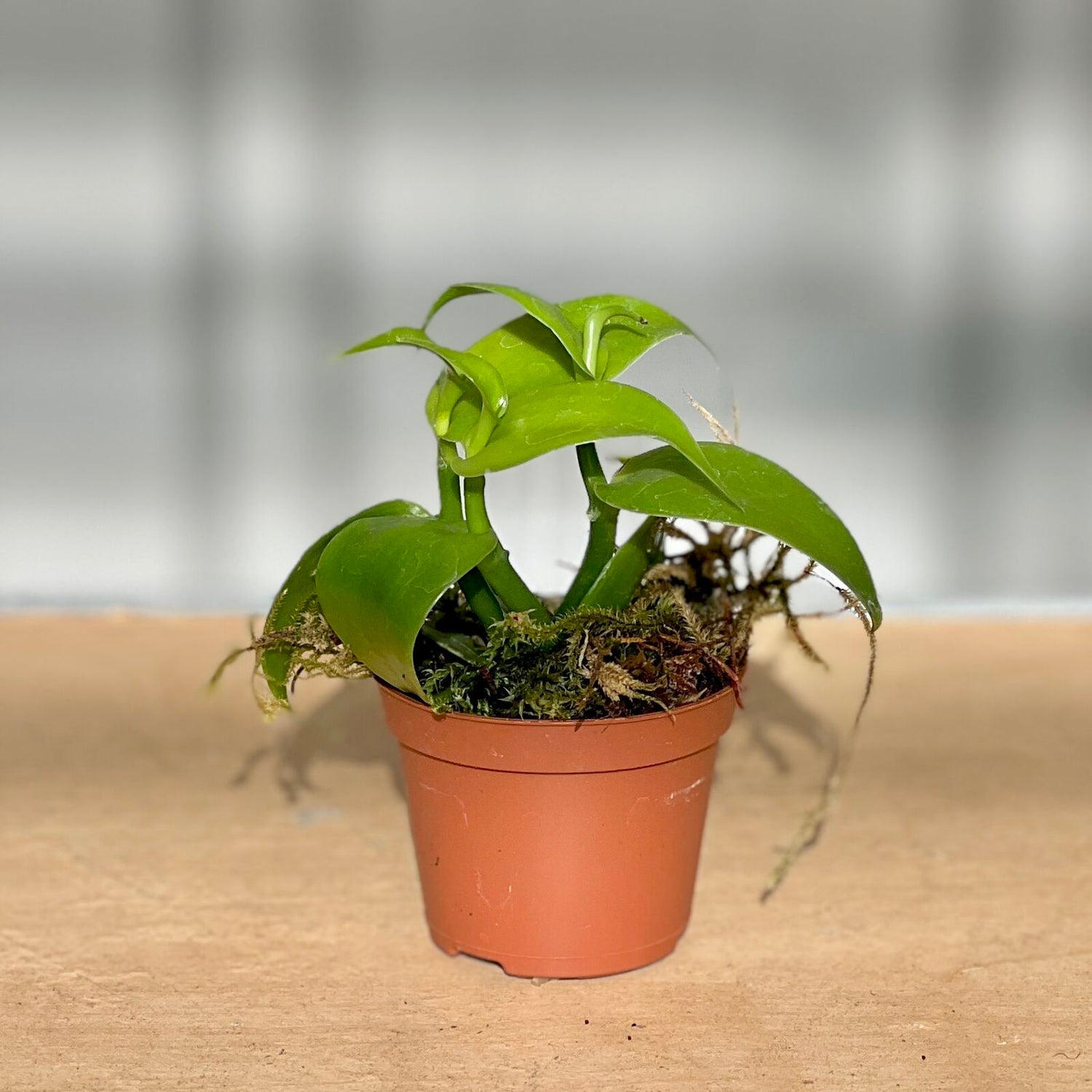 Vanilla Orchid